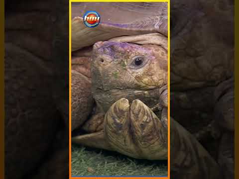 Galilea Montijo sufre tremendo susto con una tortuga    #programahoy