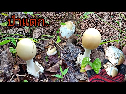 เข้าป่าเก็บเห็ดในรอบหลายเดือน- เข้าป่าเก็บเห็ดในรอบหลายเดือน-