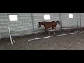 Springpaard Mooie, grote merrie uit eigen fokkerij te koop!