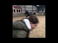 Dressage horse Nieuwe advertentie!!! Goed bewegende 3-jarige