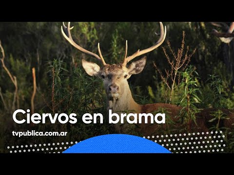 Ciervos en brama en la Reserva Natural Parque Luro - Aire Nacional