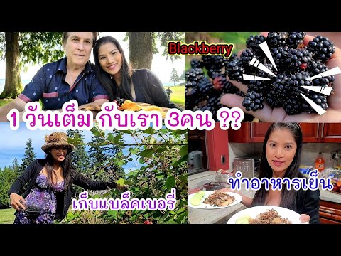 เก็บแบล็คเบอรี่-ฟรี❗จากต้น-Bla เก็บแบล็คเบอรี่-ฟรี❗จากต้น-Bla
