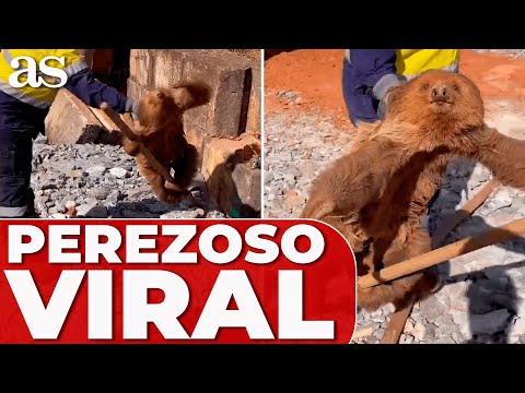 VÍDEO VIRAL de un PEREZOSO DESALOJADO de una OBRA