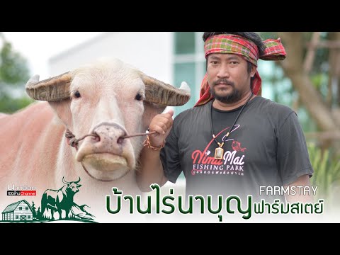 บ้านไร่นาบุญควายงามฟาร์มสเตย์- บ้านไร่นาบุญควายงามฟาร์มสเตย์-