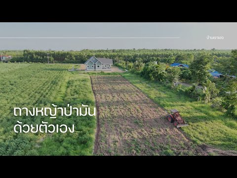 ถากหญ้าป่ามันสัมปะหลังกันจ้า|