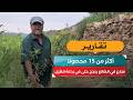 أكثر من 15 محصولًا.. مزارع في الضالع ينجح حتى في زراعة الهَيْل