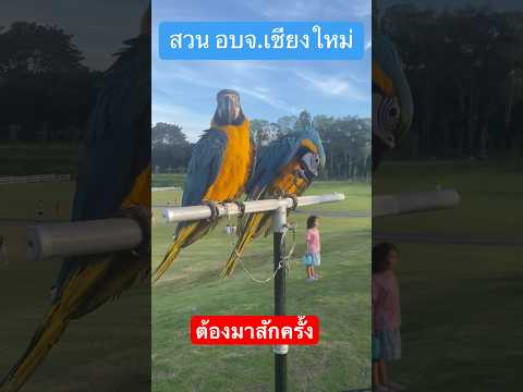 youtubeshortsสวนอบจ.เชียงใหม