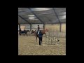 Allround-pony Welsh Cob Merrie | Allround en Superlief
