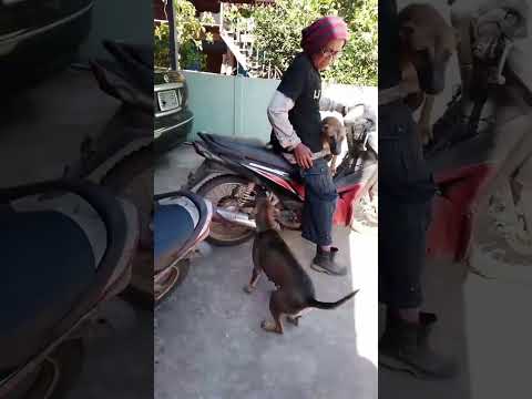 สนิมขึ้นเขาไปกรีดยางแล้ว