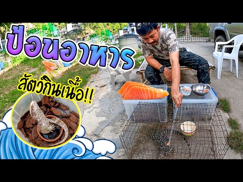 ป้อนอาหารสัตว์แปลก-กินของดีๆกั ป้อนอาหารสัตว์แปลก-กินของดีๆกั