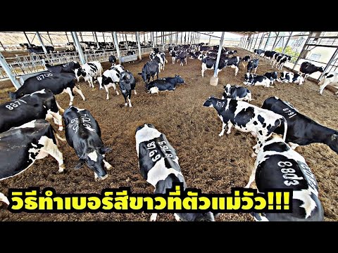 การใช้ระบบความเย็น--ทำเบอร์ที่ การใช้ระบบความเย็น--ทำเบอร์ที่