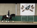 Dressage horse Talented stallion with great character by Daily Diamond
