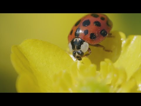 Plant Daddy: What to know about Asian Lady Beetles (they're not ladybugs)