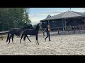 Dressage horse Dressuur hengstveulen uit super goede moederlijn