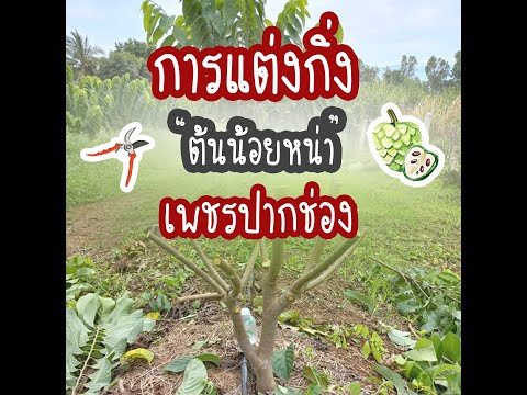 ตัดแต่งกิ่งต้นน้อยหน่า-เพชรปาก ตัดแต่งกิ่งต้นน้อยหน่า-เพชรปาก