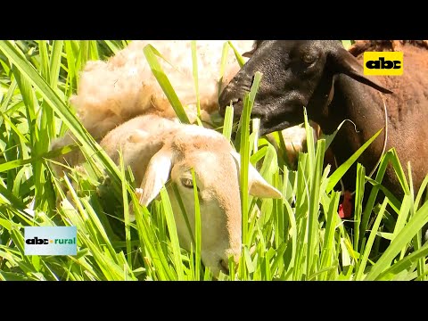 Sanidad y nutrición de ovejas en sistema silvopastoril
