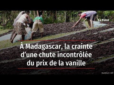 À Madagascar, la crainte d’une chute incontrôlée du prix de la vanille