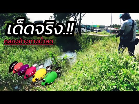 ตกปลาช่อนคลองข้างทางน้ำลดแดด