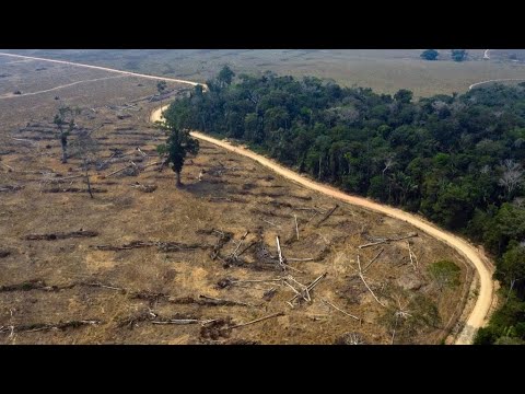 Día Mundial del Medio Ambiente: Llamas y Covid-19 amenaza al Amazonas