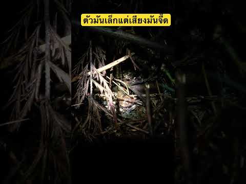 อย่างโหดเสียงมันนะปวดใจ