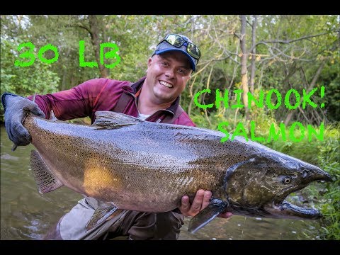 unbelievable salmon fishing experience   check the video