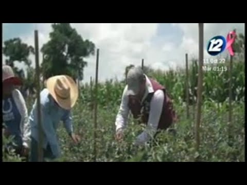 Agricultura presenta afectaciones tras paso de la tormenta Julia