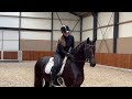 حصان الفروسية Zwarte knappe en lieve sport dressuur merrie van Desperado N.O.P.