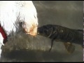 Dog & Fish kiss then swim together