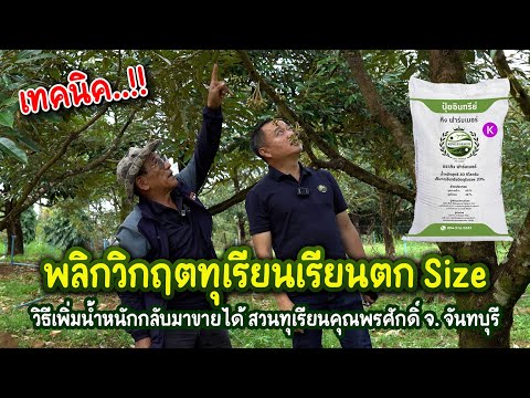 พลิกวิกฤตทุเรียนเรียนตกSizeว