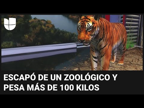 En realidad aumentada: lo que debes saber del tigre de bengala que anda suelto en la frontera