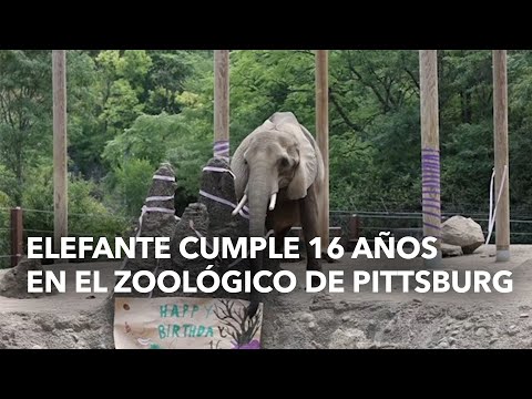 Elefante cumple 16 años en el zoológico de Pittsburg