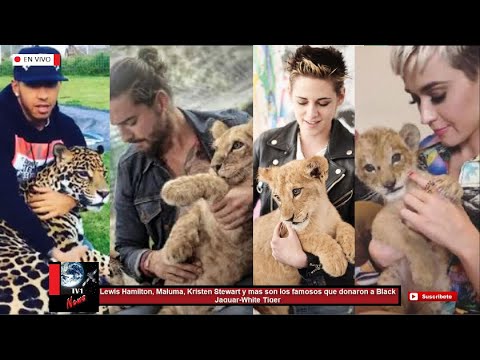 Lewis Hamilton, Maluma, Kristen Stewart y mas son los famosos que donaron a Black Jaguar-White Tiger