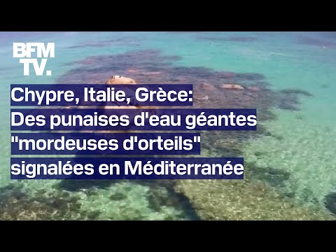 Chypre, Italie, Grèce: des punaises d'eau géantes mordeuses d'orteils signalées en Méditerranée