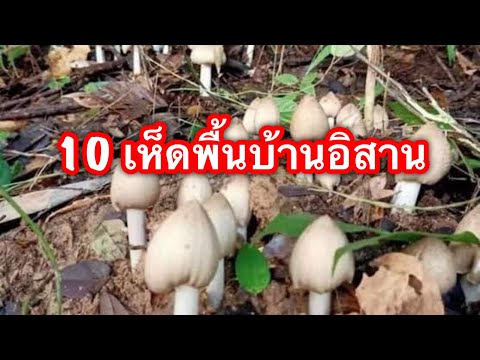 10เห็ดพื้นบ้านอิสานทานได้