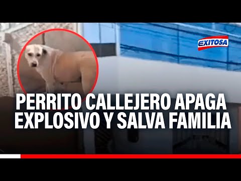 ¡Héroe peludo! Perrito callejero apaga explosivo orinando sobre mecha encendida y salva familia