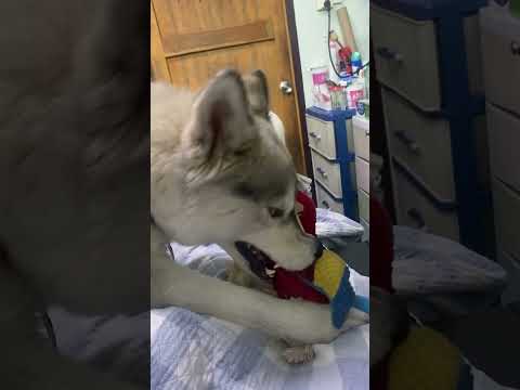 ของเล่นใหม่siberianhuskybeau