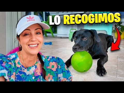 RECOGEMOS UN PERRITO DE LA CALLE  Hola Soy Tito  Sandra Cires Vlog