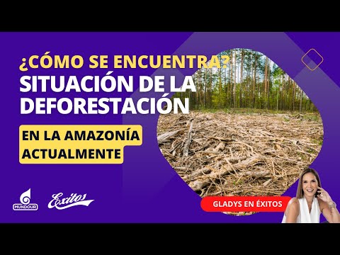 ¿Cómo se encuentra la situación de la deforestación en la Amazonía actualmente?