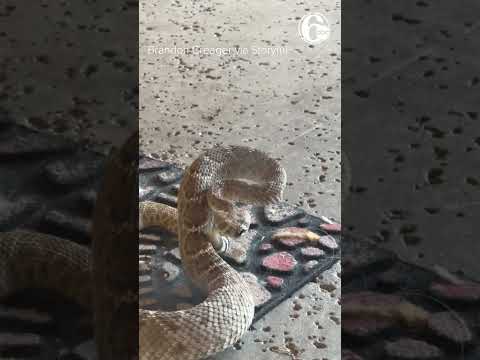 Dogs alert owner to mean-looking rattlesnake at front door