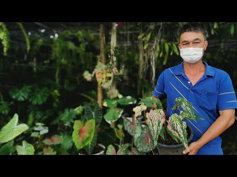 แนะนำวิธีขยายพันธุ์-บอนสี-บอนส แนะนำวิธีขยายพันธุ์-บอนสี-บอนส