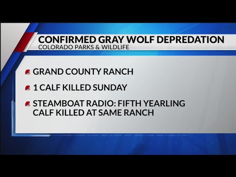 Wolf kills calf in Grand County