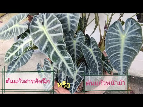 มาดูกัน!!-ต้นแก้วสารพัดนึก-หรื มาดูกัน!!-ต้นแก้วสารพัดนึก-หรื