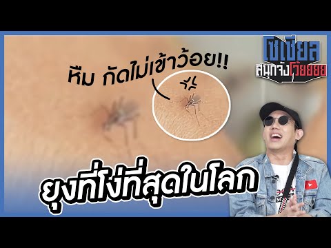 ยุงที่โง่ที่สุดในโลก!!-:-โซเชี ยุงที่โง่ที่สุดในโลก!!-:-โซเชี