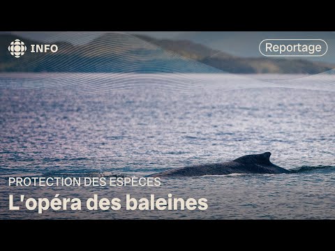 Décoder le langage des baleines