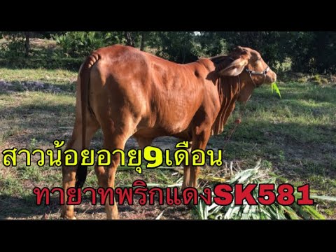สาวน้อยอายุ9เดือน-ทายาทพริกแดง สาวน้อยอายุ9เดือน-ทายาทพริกแดง
