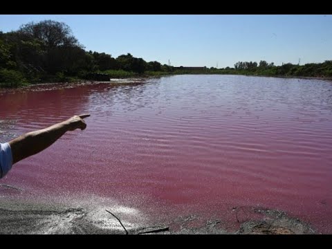 Laguna en Paraguay se tiñe de rojo por contaminación