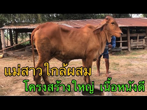 แม่สาวใกล้ผสม-โครงสร้างใหญ่-เน แม่สาวใกล้ผสม-โครงสร้างใหญ่-เน