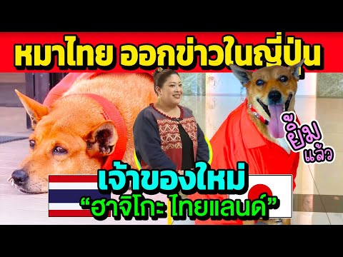 ออกข่าวในญี่ปุ่น“ฮาจิโกะไทยแ