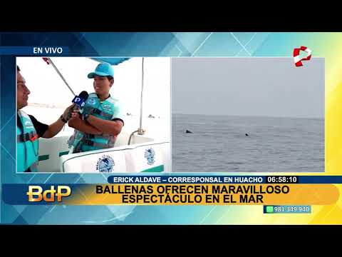 Avistamiento de ballenas en Huacho: mamíferos dan bello espectáculo junto a sus crías