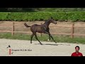 Show jumping horse SPRINGSTEEN B